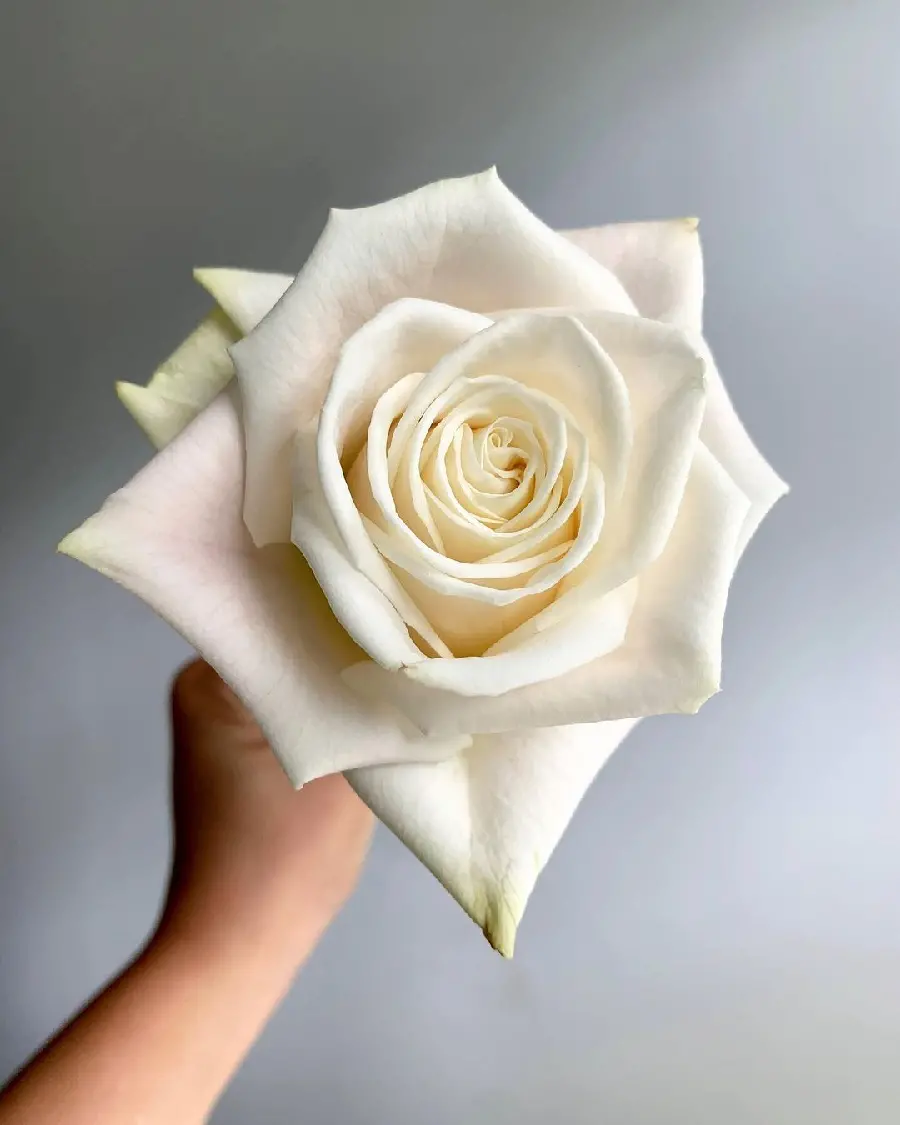 High Quality White Rose Profile Picture