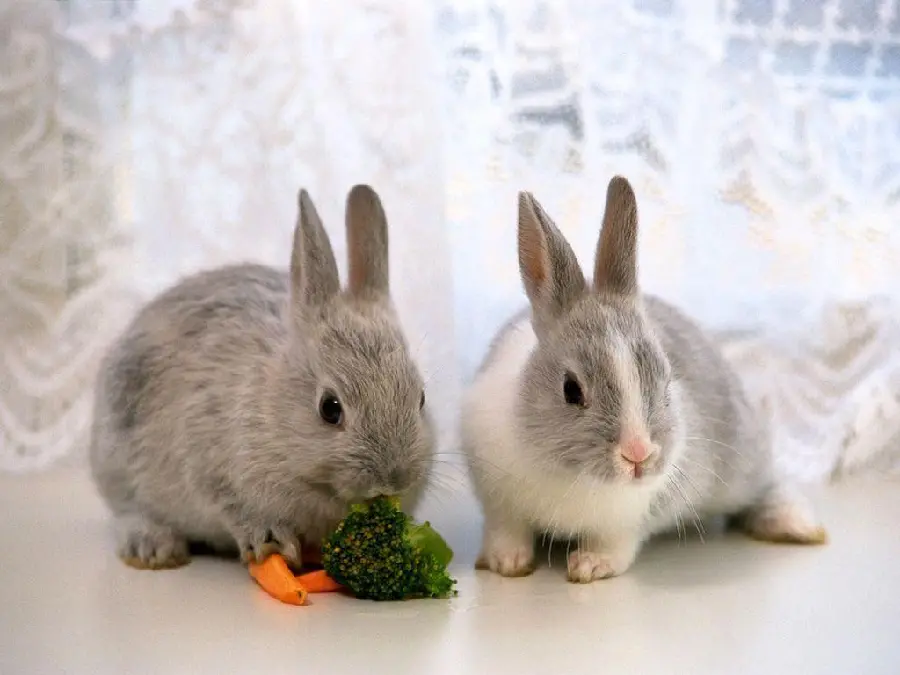 Fluffy Baby Rabbit HQ Pic Download