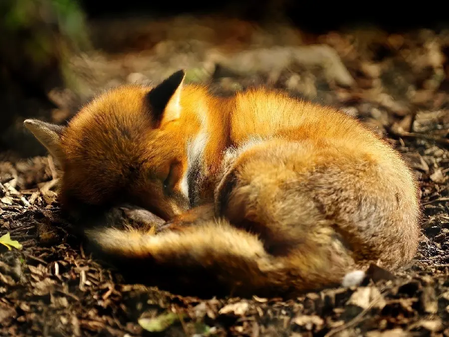 Red Fox HQ Wallpaper for Screens 2025
