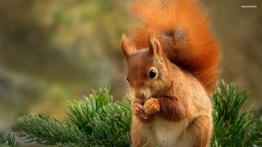 Pretty Squirrel High-Quality Shot