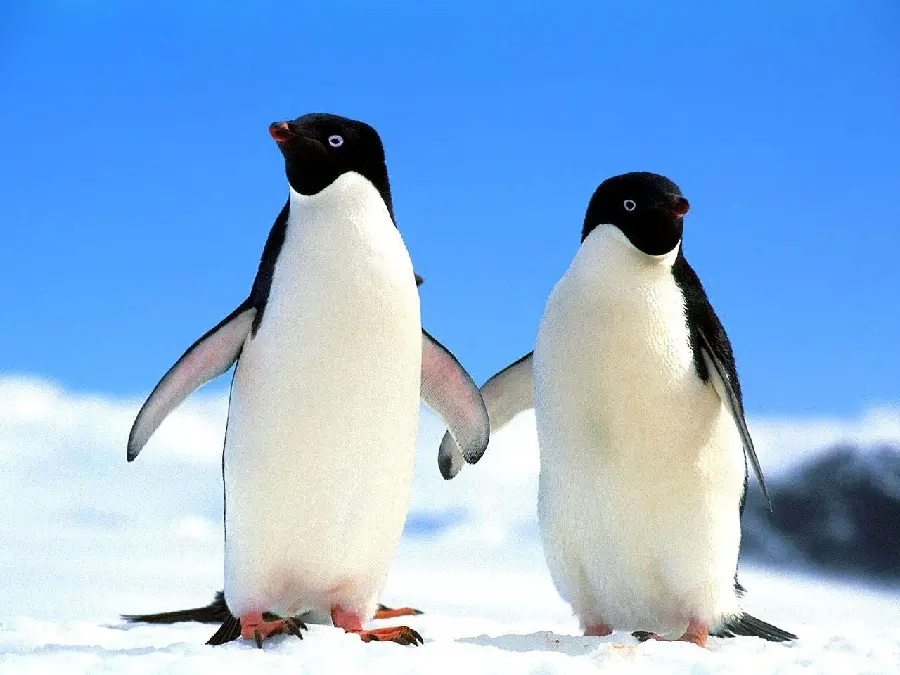 Funny Penguin Pictures to Brighten Your Day