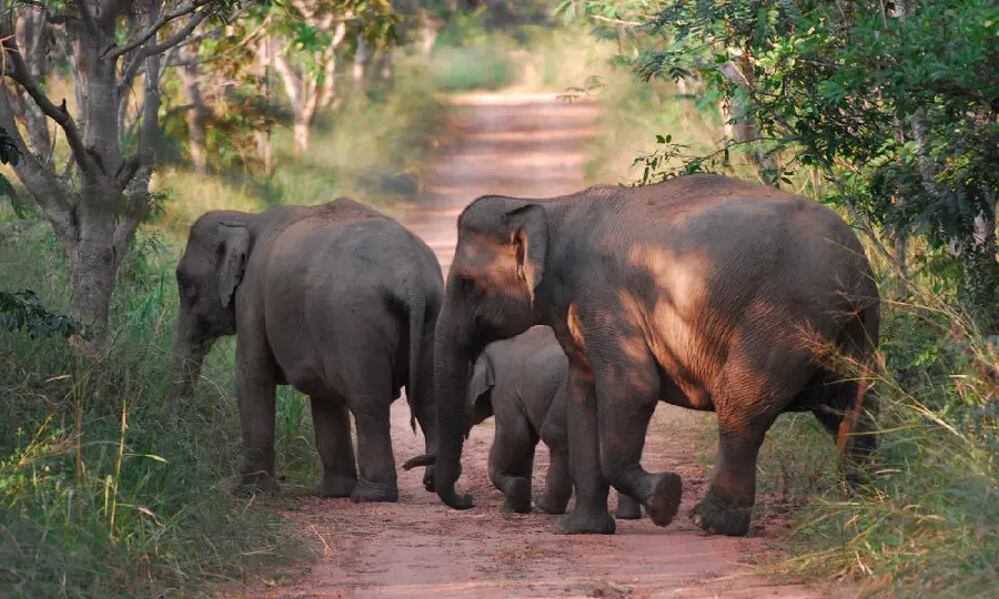 Download High-Quality Elephant Photo