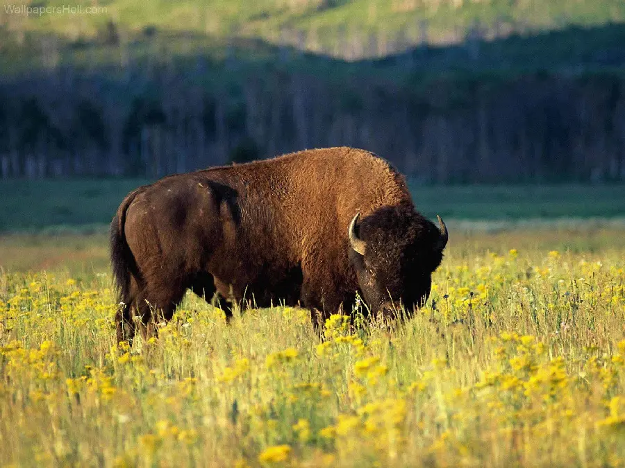 Large And Powerful Buffalo Photo In High Quality Resolution