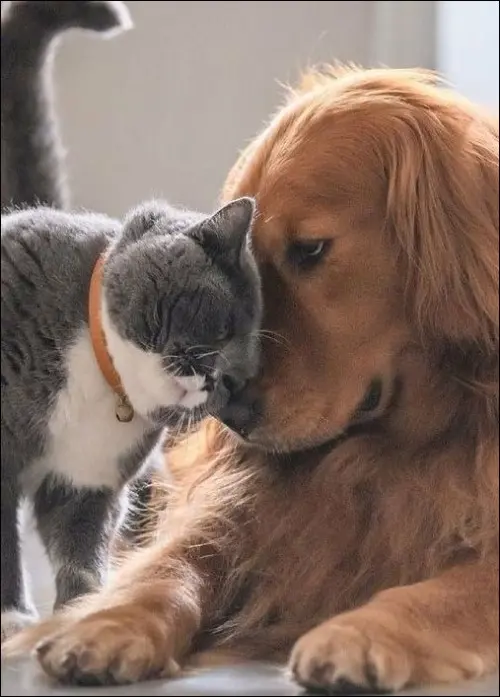 Cute Dog and Cat Affection Photo Showing Animal Bond