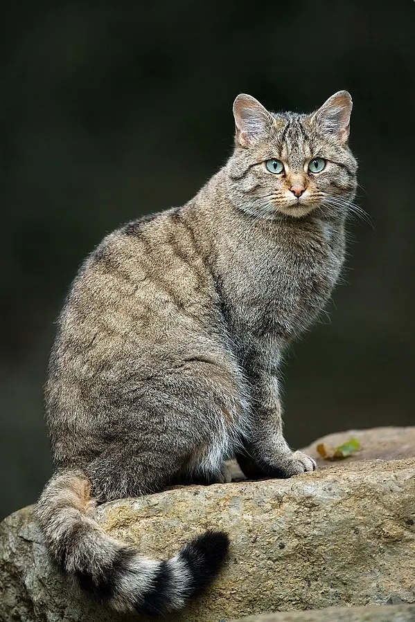 European Wildcat Species Image Download