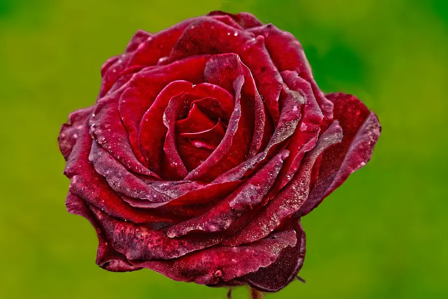 Natural Romantic Red Rose Wallpaper