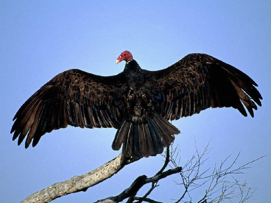 HD Quality Condor Bird Close-Up Photography