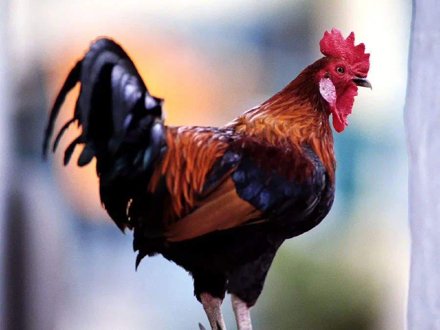 Traditional Village Rooster Photo