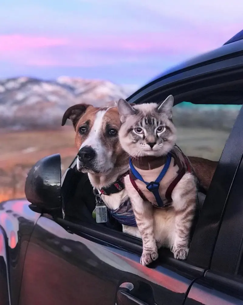 Beautiful Dog and Cat Travel Photo Challenging Stereotypes
