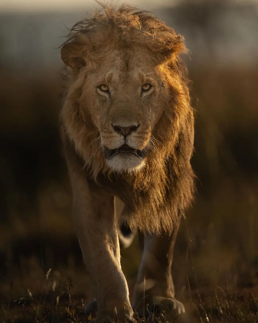 Newest Profile Picture of a Cool and Proud Lion in the Desert