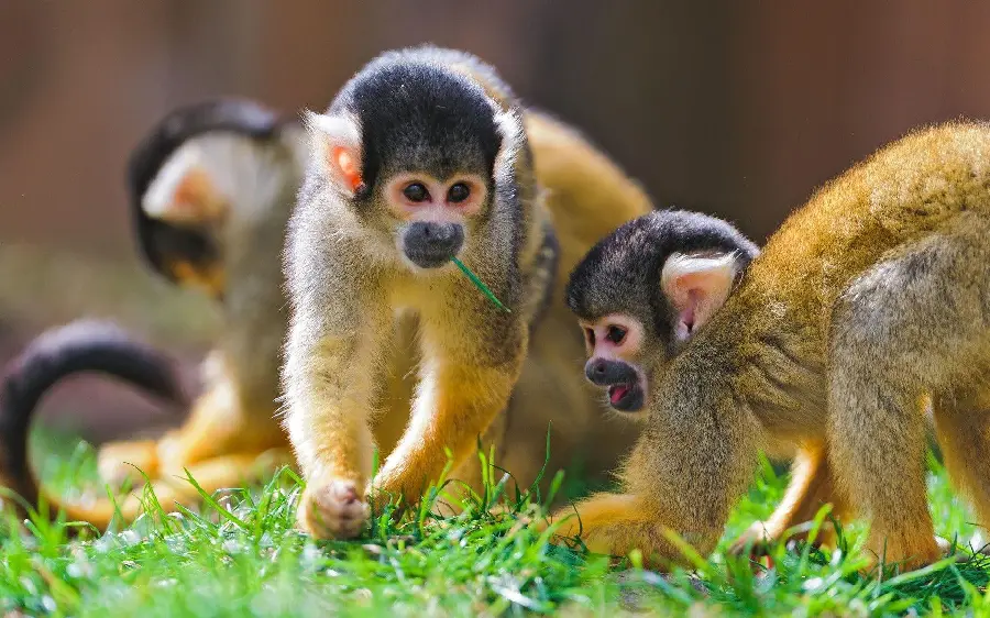 Funny Monkey Using Stick As Toothbrush Photo