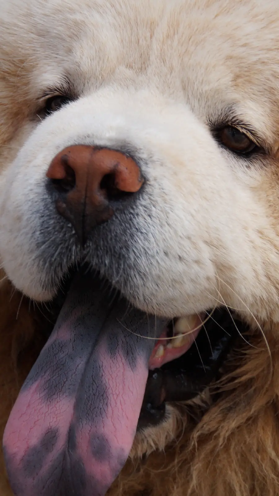 Beautiful Chow Chow Dog Photo HD