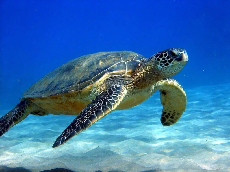 Sea Turtle High Quality Photo HD