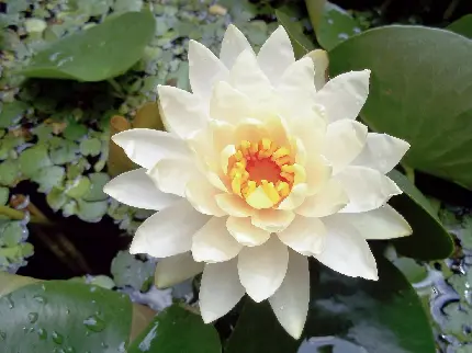 Download beautiful water lily or lotus flower wallpaper