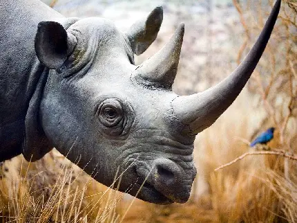 White rhinoceros high quality photo