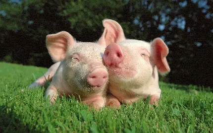 Full HD Pink Pigs Background Image for World Pig Day