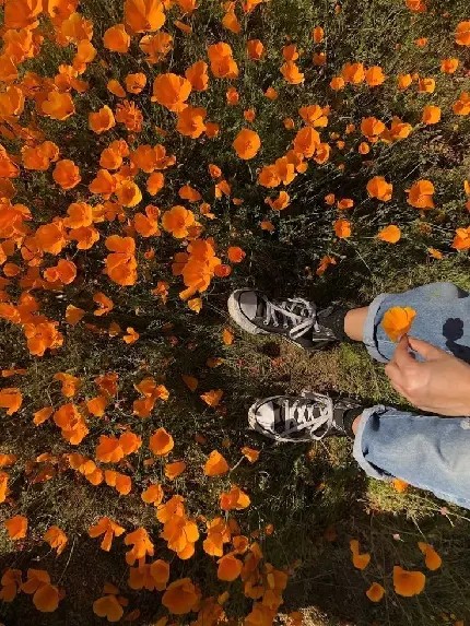 Attractive orange garden flowers profile picture in excellent quality