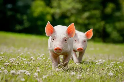 Cartoon and Real Pigs Photos Collection for World Pig Day