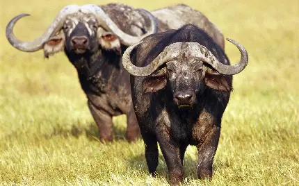 Detailed High Quality Image Of Wild Buffalo With Distinct Features