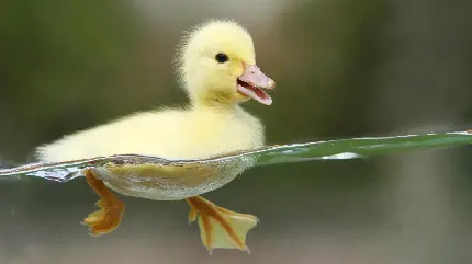 High Quality Duck Photo for Nature Enthusiasts and Birders