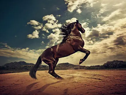 Attractive Horse Wallpaper High Quality