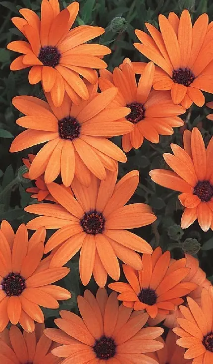 Orange flowers wallpaper HD quality