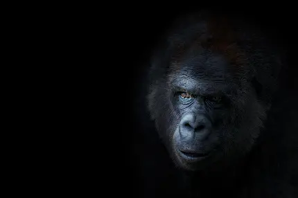 Black African gorilla desktop background premium