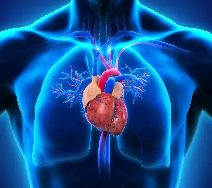 Real heart photo with exact blood vessel locations in high quality