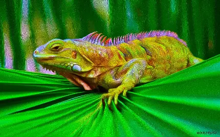 Iguana wallpaper for desktop