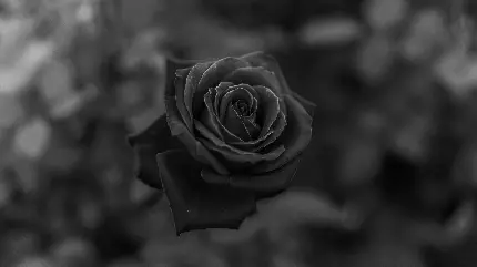 Black and White Rose Flower Desktop Wallpaper