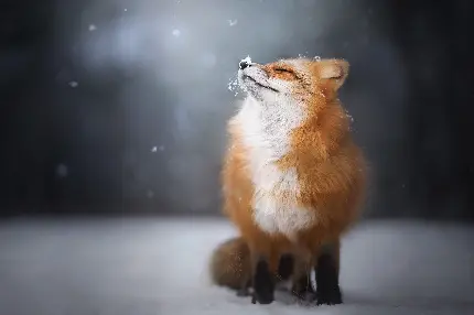 Download Beautiful Red Fox in Cold Winter Snow Images