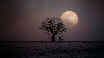 Moon and tree silhouette wallpaper beautiful nature scene