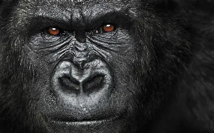 Cool attractive black gorilla profile premium
