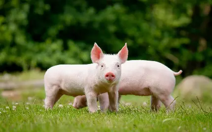 Beautiful Clean Pink Pigs HD Photo for Social Media Posts