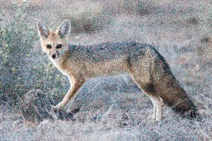 Download King Fox Species Pictures in High Quality