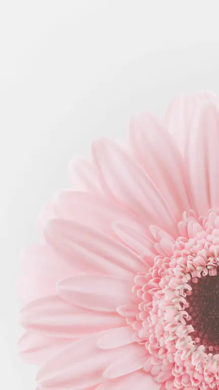 Romantic pink flower profile picture in HD quality