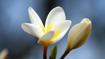 Beautiful plumeria or frangipani flower picture and wallpaper