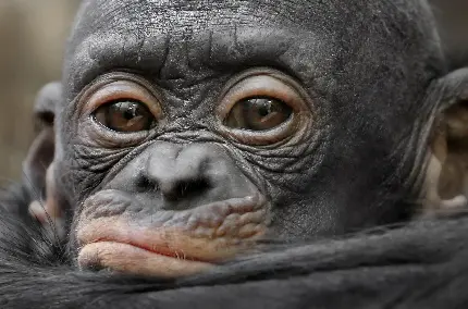 Sad and cute baby monkey HD photo download