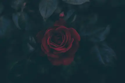 Elegant Red Rose Black Background Wallpaper