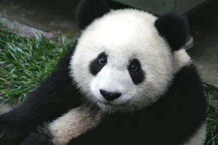 HD Panda Image for Profile Pictures