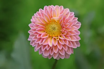 Beautiful and unique dahlia flower picture and wallpaper in full HD