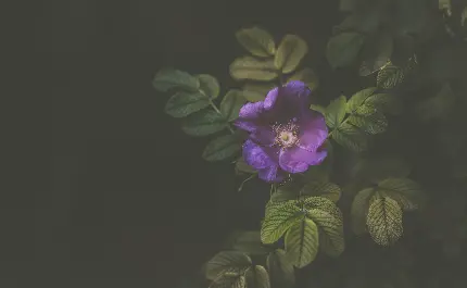 Full HD purple flower wallpaper for phones and social media