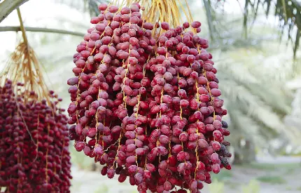 Popular Date Fruit Weight Loss Photo - Free HD Download