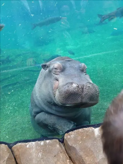 World Hippo Day profile picture for social media