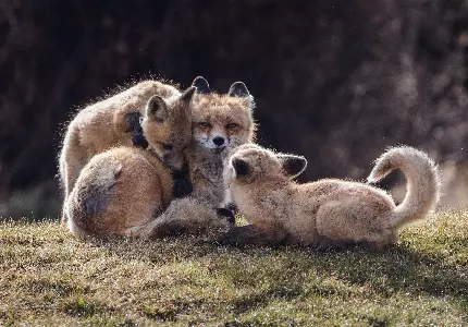 Very Interesting Red Fox Pups Playing Pictures
