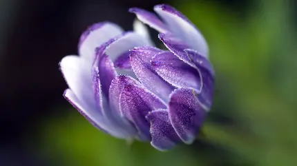 Beautiful osteospermum flower picture and wallpaper