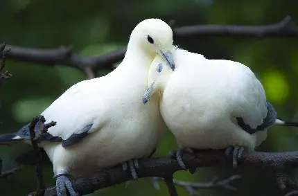 Pigeon Profile Picture for Social Media and Avian Fans