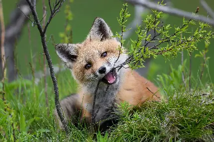 Download Very Beautiful Red Fox Pup Eating Pictures