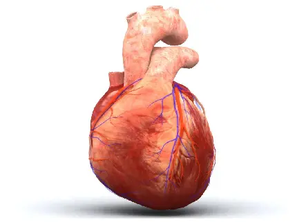 Real human heart muscle photo for biology group Telegram profile