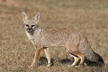 Beautiful Bengal or Indian Fox HD Wallpapers